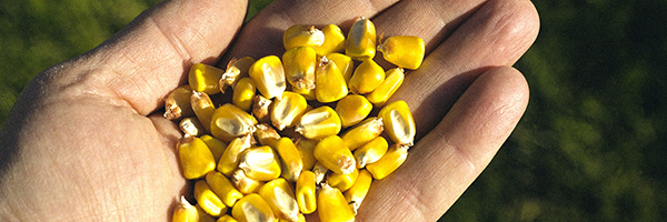 Hand holding corn kernels