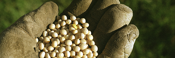 Hand with glove holding soybeans